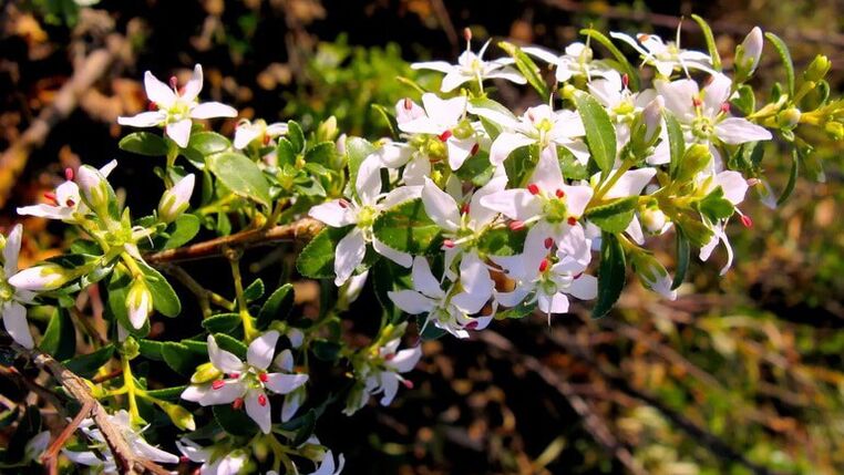 Buch goes to the Cystolax