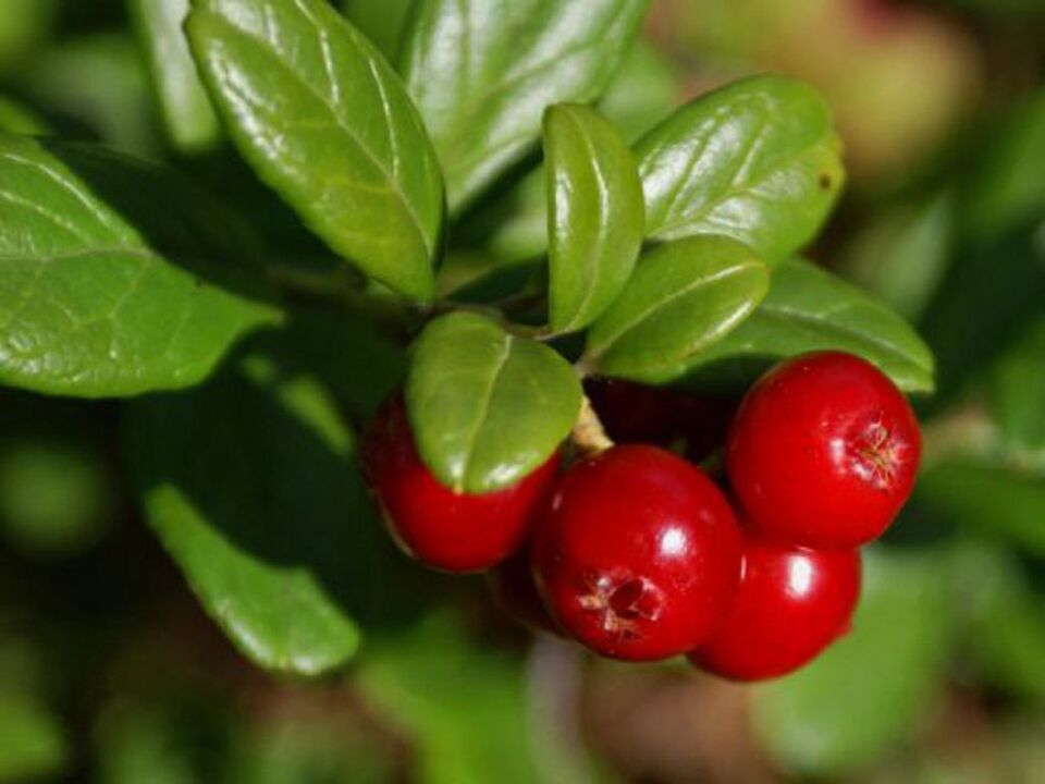 Lingonberry for cystitis in women